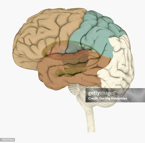Brain Visual Memory 123 Human Brain Memory Stock Photos, High-Res Pictures, and Images ...