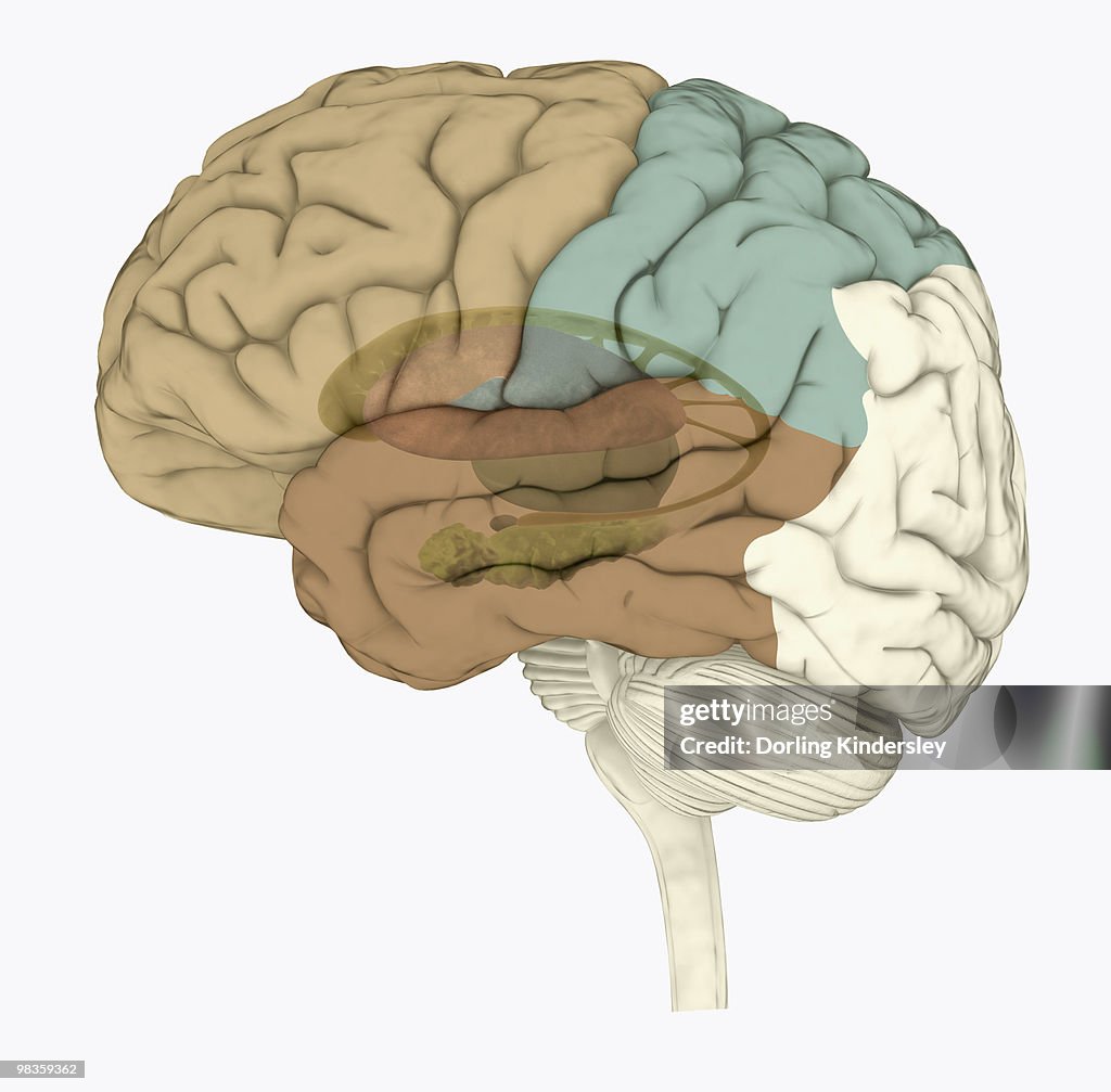 Digital illustration of areas associated with memory in human brain