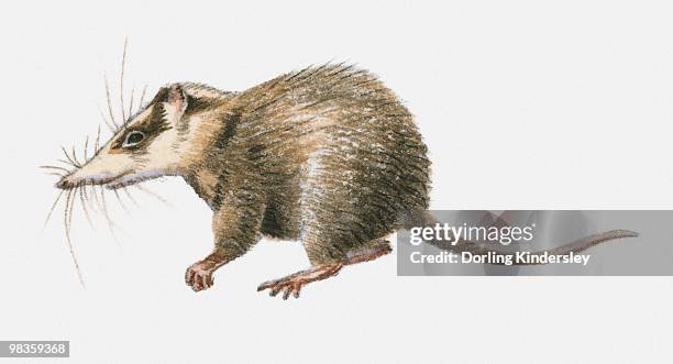 Moonrat Photos and Premium High Res Pictures Getty Images