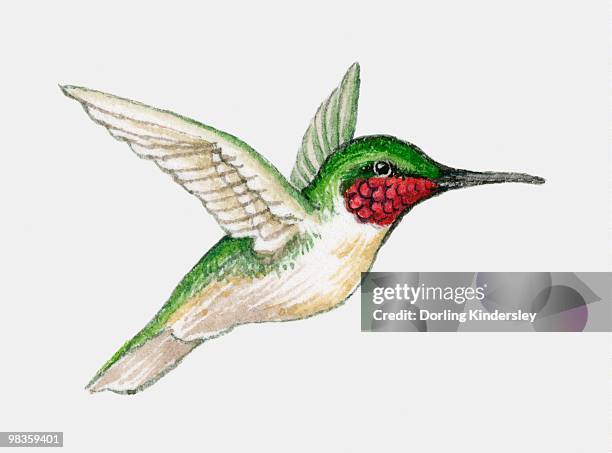 illustration of a ruby-throated hummingbird (archilochus colubris) in flight, side view - ruby throated hummingbird stock illustrations