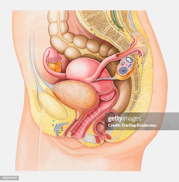 illustrations, cliparts, dessins animés et icônes de illustration of human uterus, cross section - gros intestin humain