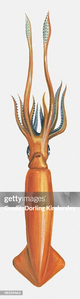 Illustration of Humboldt Squid (Dosidicus gigas)
