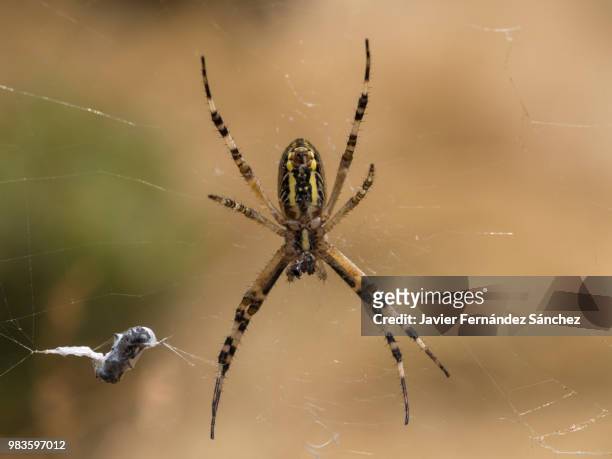 the wasp spider in its web of spider and with its prey rolled in silk. argiope bruennichi. - arachnophobia stock pictures, royalty-free photos & images