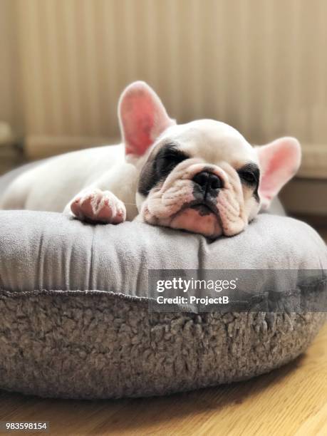 french bulldog puppy sleeping on dog bed - sleeping dog stock pictures, royalty-free photos & images