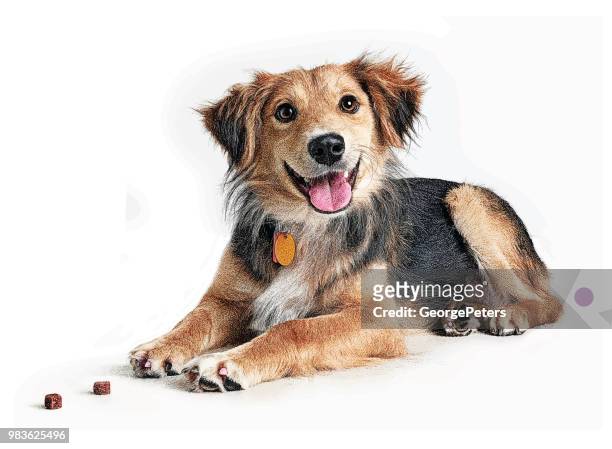 golden retriever, gemischt collie rasse hund angenommen werden in der hoffnung - dog happy stock-grafiken, -clipart, -cartoons und -symbole