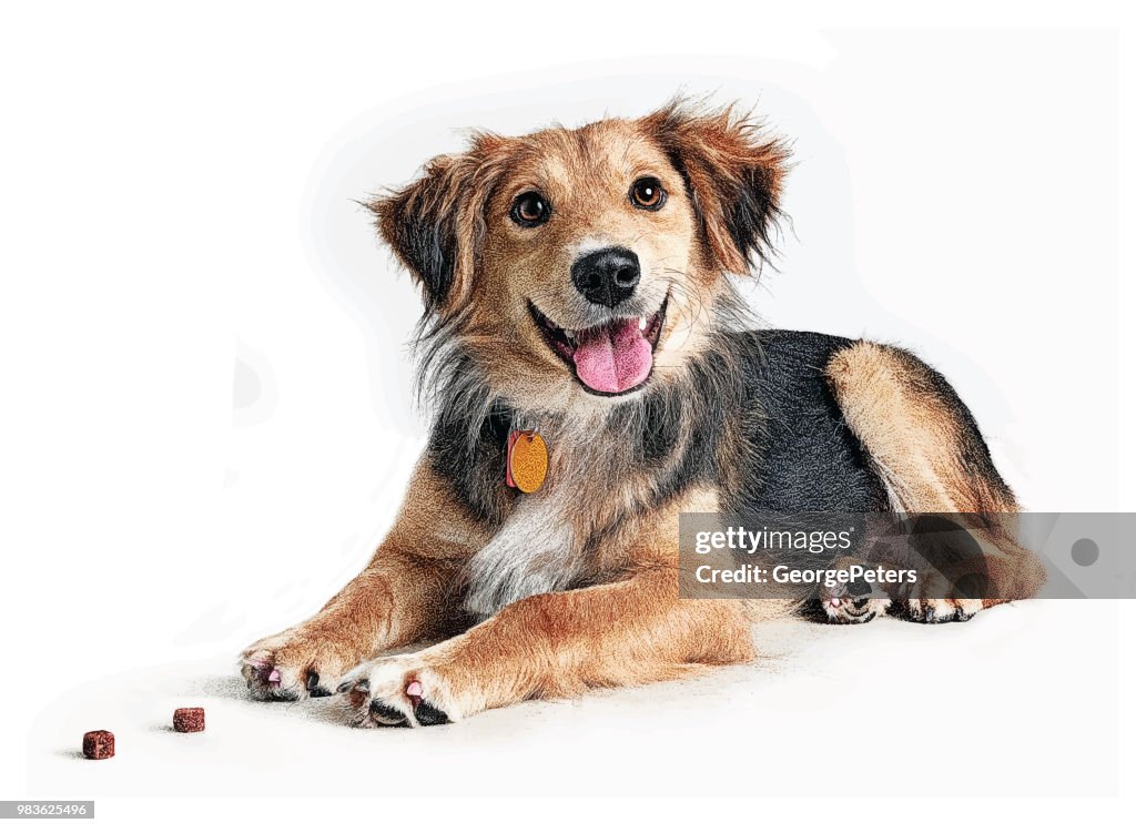 Golden Retriever, Collie misturado cão de raça na esperança de ser adotada