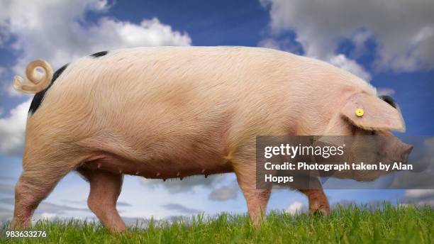 pig against a blue sky - pig snout stock pictures, royalty-free photos & images