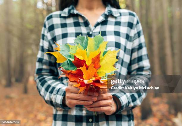 autumn bouquet - brinco no queixo imagens e fotografias de stock