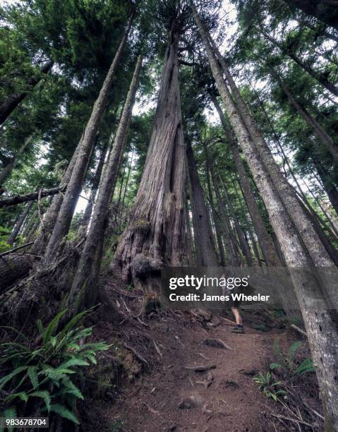 tall trees of british columbia - forrest wheeler fotografías e imágenes de stock