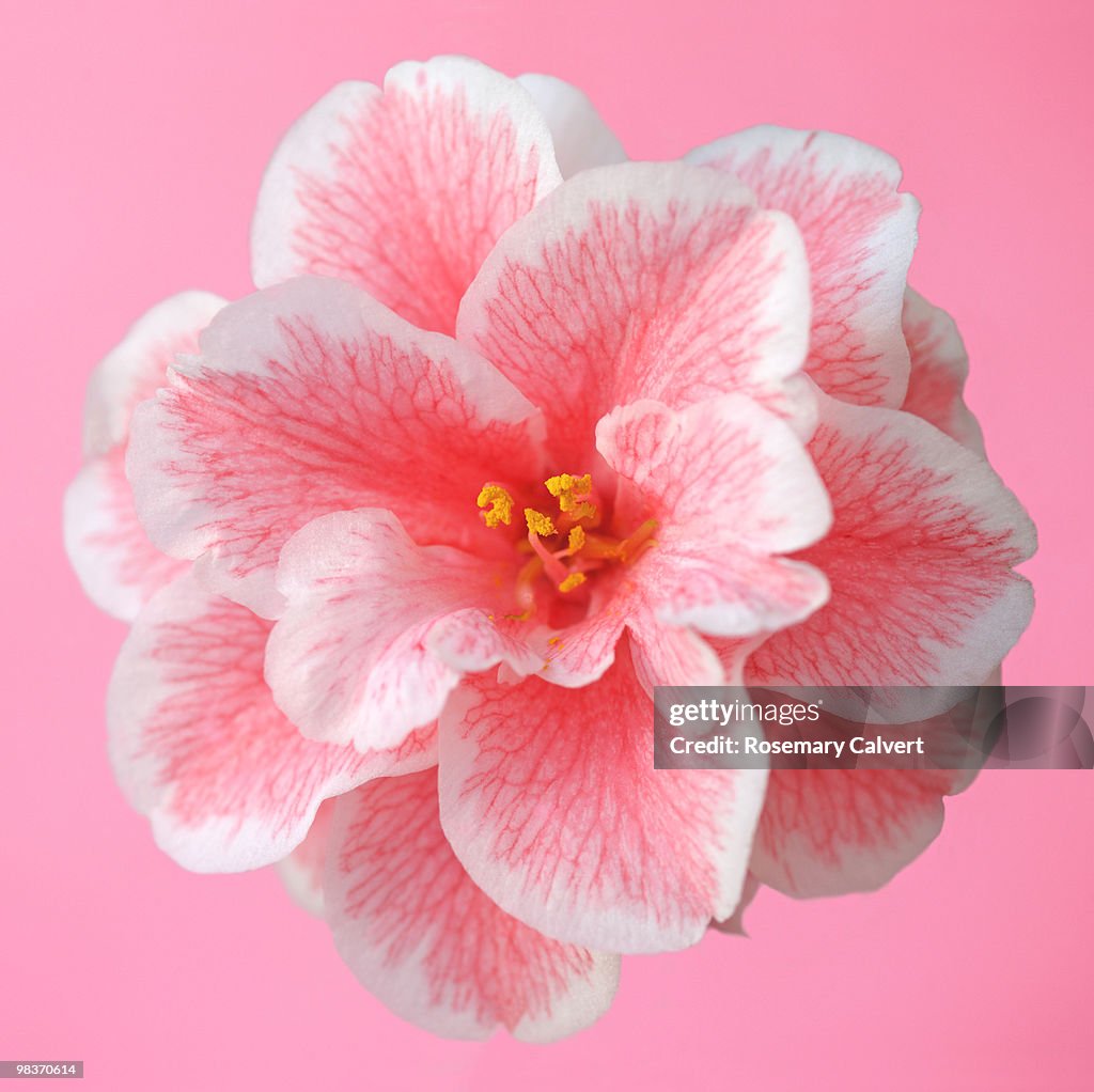 Pink and white camellia flower on pink background.