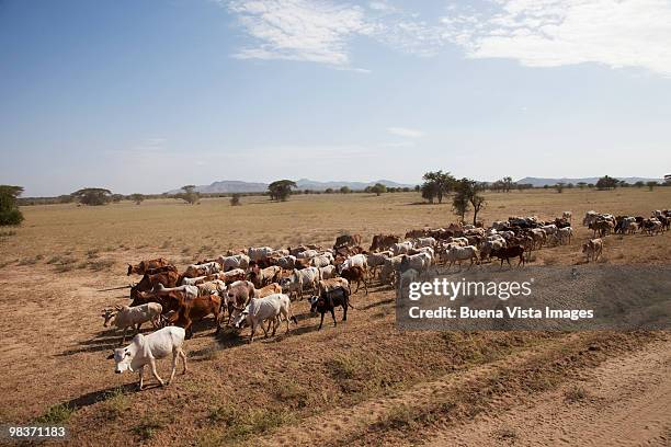 cattle in lower omo valley - omo river stock pictures, royalty-free photos & images