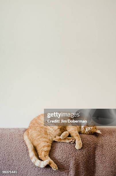sleepingcat - sleeping cat stock pictures, royalty-free photos & images