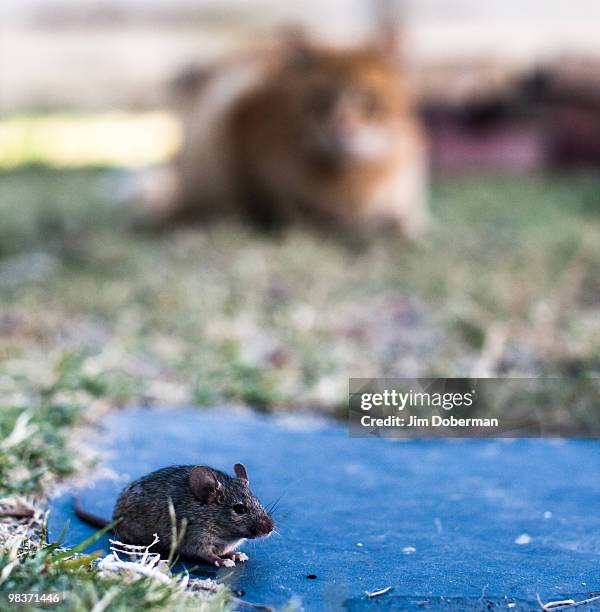 cat and mouse - to play cat and mouse stock pictures, royalty-free photos & images