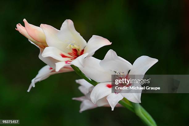 gladiolus carneus   - gladiolus 個照片及圖片檔