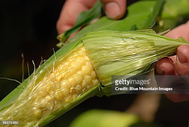 corn silk - penticton stockfoto's en -beelden