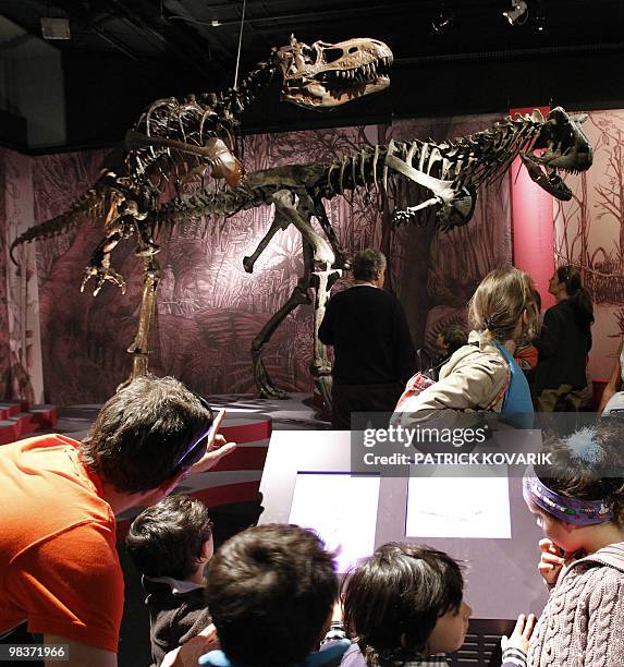 Skeletons of dinosaurs "Albertosaurus" are displayed on April 9, 2010 during the exhibition entitled "In the Shadow of the Dinosaurs" at the Natural...