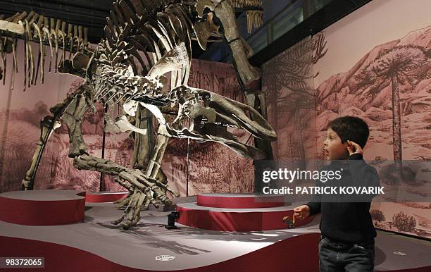 Skeletons of dinosaurs "Albertosaurus" are displayed on April 9, 2010 during the exhibition entitled "In the Shadow of the Dinosaurs" at the Natural...