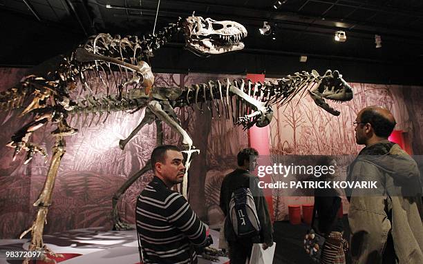 Skeletons of dinosaurs "Albertosaurus" are displayed on April 9, 2010 during the exhibition entitled "In the Shadow of the Dinosaurs" at the Natural...