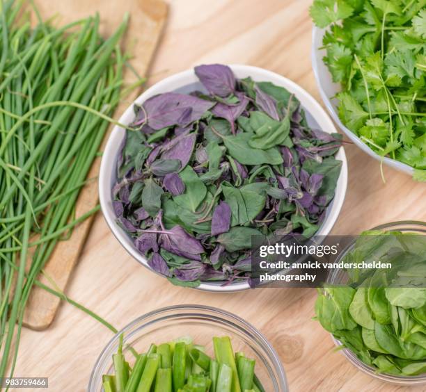 coriander, chives, spring onion, spinach and ocimum basilicum 'magic mountain' - basilikum photos et images de collection