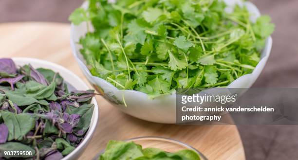 coriander, spinach and ocimum basilicum 'magic mountain' - basilikum photos et images de collection