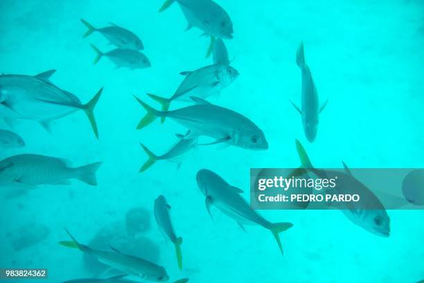 Horse-eye jacks are seen at the Hol Chan Marine Reserve coral reef in the outskirts of San Pedro village, in Ambergris Cay, Belize, on June 7, 2018....