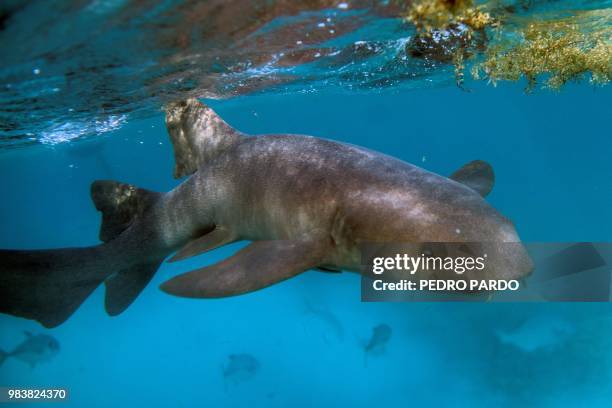 Nurse Shark is seen at the Hol Chan Marine Reserve coral reef in the outskirts of San Pedro village, in Ambergris Cay, Belize, on June 7, 2018....