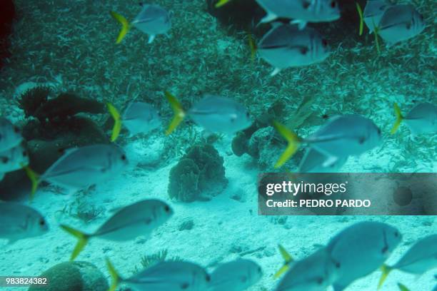 Horse-eye jacks are seen at the Hol Chan Marine Reserve coral reef in the outskirts of San Pedro village, in Ambergris Cay, Belize, on June 7, 2018....