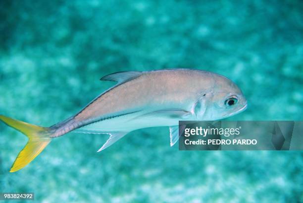 Horse-eye jack is seen at the Hol Chan Marine Reserve coral reef in the outskirts of San Pedro village, in Ambergris Cay, Belize, on June 7, 2018. -...