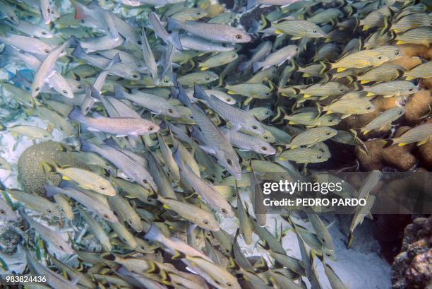 Fish are seen at the Hol Chan Marine Reserve coral reef in the outskirts of San Pedro village, in Ambergris Cay, Belize, on June 7, 2018. - Backed by...