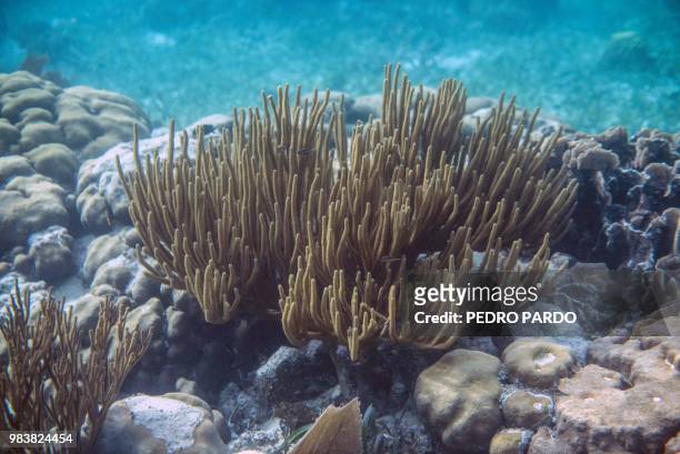 View of the Hol Chan Marine Reserve coral reef in the outskirts of San Pedro village, in Ambergris Cay, Belize, on June 7, 2018. - Backed by...
