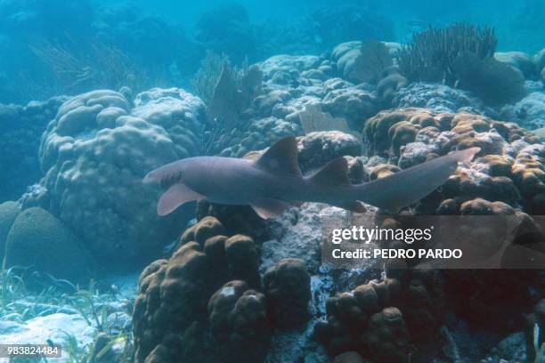 Nurse Shark is seen at the Hol Chan Marine Reserve coral reef in the outskirts of San Pedro village, in Ambergris Cay, Belize, on June 7, 2018....