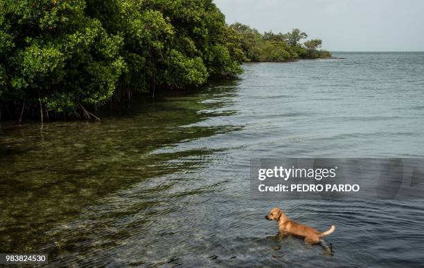 Dog swims near mangrove swamps at Bacalar Chico in Ambergris Cay, Belize, on June 7, 2018. - Backed by legislation passed in 2017, Belize is taking...