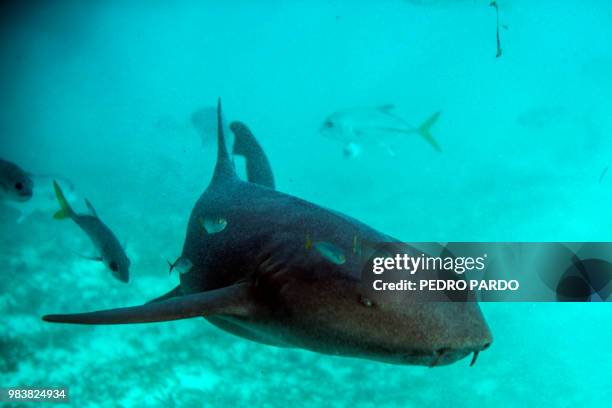 Nurse Shark is seen at the Hol Chan Marine Reserve coral reef in the outskirts of San Pedro village, in Ambergris Cay, Belize, on June 7, 2018....