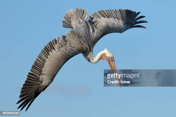 brown pelican flying - pelican stock pictures, royalty-free photos & images