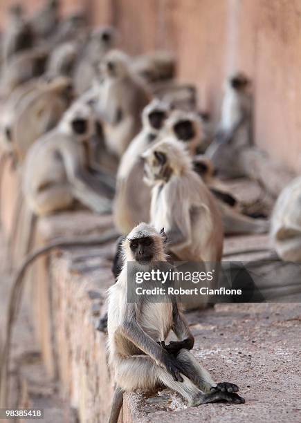 Gray langurs are seen at the Jaigarh Fort on April 10, 2010 in Jaipur, India.