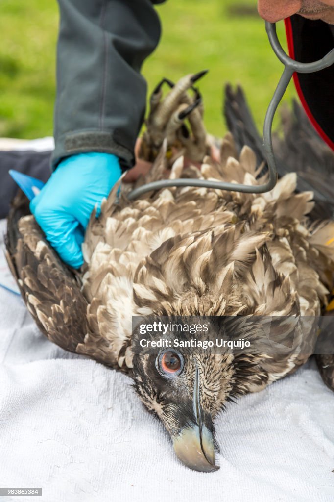Veterinarian checking a bearded vulture