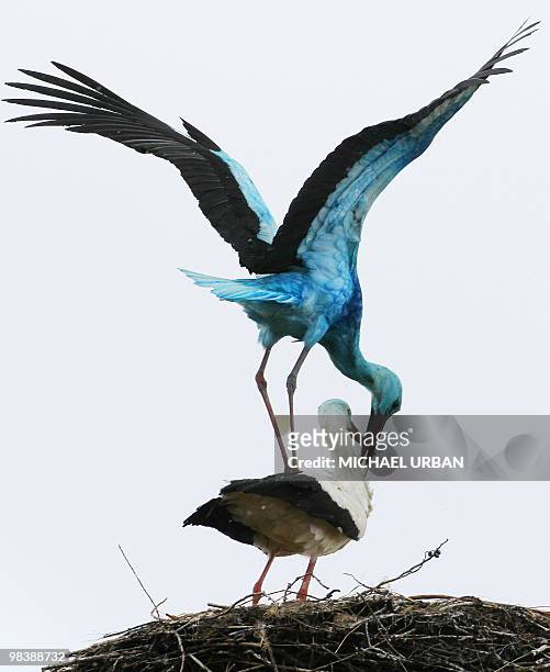 Stork covered in a light blue colour and a white stork female stand in their nest in the eastern German town of Biegen on April 10, 2010. Experts...
