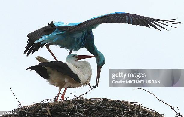 Stork covered in a light blue colour pairs with a white stork female in their nest in the eastern German town of Biegen on April 10, 2010. Experts...