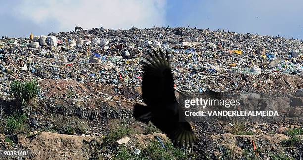 Birds fly above a landfill in Morro do Ceu shantytown, on April 11, 2010 in Niteroi, Brazil. Twenty nine corpses were found at Vicoso Jardim "Bumba"...