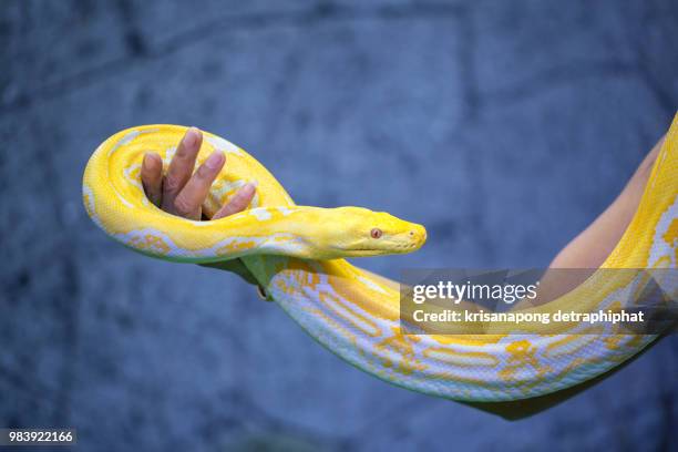 reticulated python,snake - netzpython stock-fotos und bilder