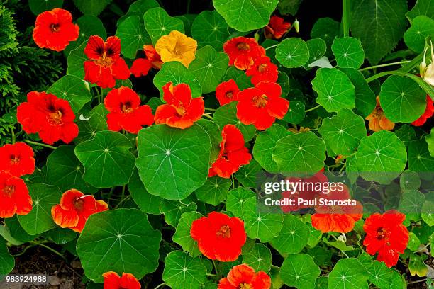 tropaeolum (nasturtium) - kapuzinerkresse stock-fotos und bilder