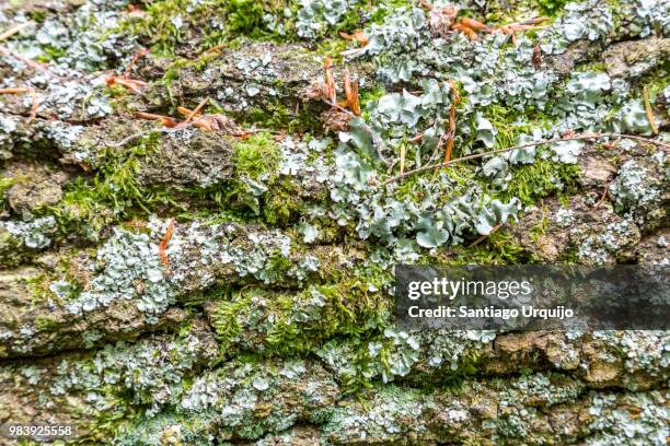 oak tree trunk covered with moss and lichen - lichen formation stock pictures, royalty-free photos & images