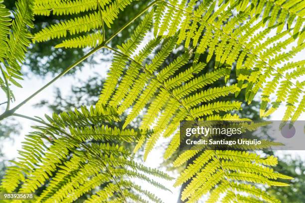 low angle view of a fern - european beech stock pictures, royalty-free photos & images