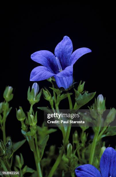 campanula portenschlagiana (wall bellflower, adria bellflower) - ardia stock pictures, royalty-free photos & images