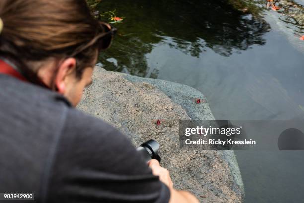 young man photographing dragonflies - insectivora stock pictures, royalty-free photos & images
