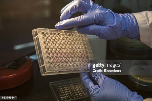 Samples of bacteriophage are prepared in a test-tube tray at a GangaGen Inc. Laboratory in Bengaluru, India, on Wednesday, May 30, 2018. The rapid...