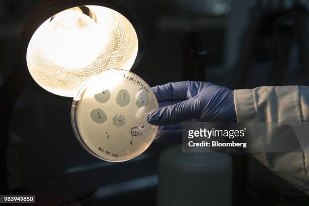 Technician holds an agar plate containing bacteriophage at a GangaGen Inc. Laboratory in Bengaluru, India, on Wednesday, May 30, 2018. The rapid...
