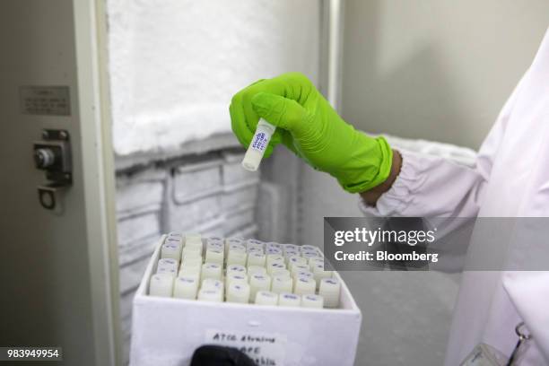 Technician prepares to put a box of viles containing bacteria into a freezer at a Bugworks Research India Ltd. Laboratory in Bengaluru, India, on...