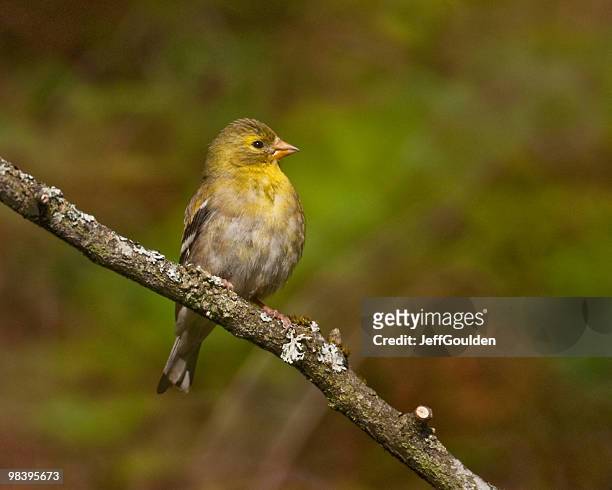 american goldfinch perched on a branch - jeff goulden stock pictures, royalty-free photos & images