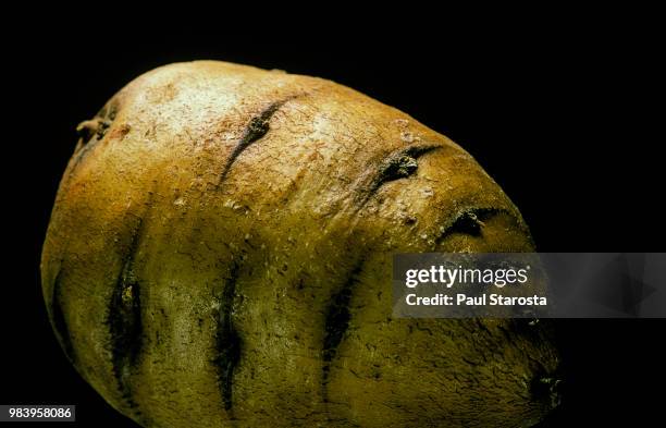 chaerophyllum bulbosum (turnip-rooted chervil, tuberous-rooted chervil, bulbous chervil) - tuber - chervil stock pictures, royalty-free photos & images